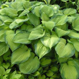 Hosta hybrida ’Guacamole’ – Árnyékliliom