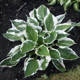 Hosta hybrida ’Patriot’ – Árnyékliliom
