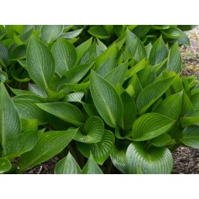 Hosta ’Devon Green’ - Árnyékliliom