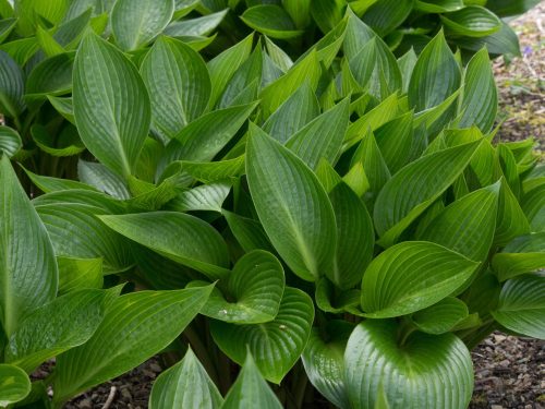 Hosta ’Devon Green’ - Árnyékliliom