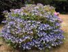 Hydrangea macr. ’Mariesii Perfecta’ – Tányérszerű virágú kerti hortenzia