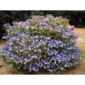   Hydrangea macr. ’Mariesii Perfecta’ – Tányérszerű virágú kerti hortenzia