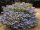 Hydrangea macr. ’Mariesii Perfecta’ – Tányérszerű virágú kerti hortenzia