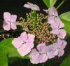 Hydrangea macr. ’Mariesii Perfecta’ – Tányérszerű virágú kerti hortenzia