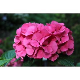   Hydrangea macr. ’Masja’ – Rózsaszín virágú kerti hortenzia