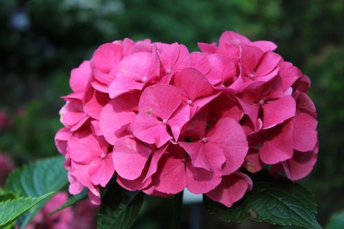 Hydrangea macr. ’Masja’ – Rózsaszín virágú kerti hortenzia