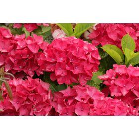   Hydrangea macr. ’Red Baron’ – Ciklámen virágú kerti hortenzia