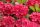 Hydrangea macr. ’Red Baron’ – Ciklámen virágú kerti hortenzia