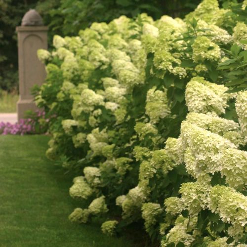 Hydrangea pan. ’Limelight’ – Fehér bugás hortenzia