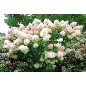 Hydrangea pan. ’Phantom’ – Fehér bugás hortenzia