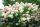 Hydrangea pan. ’Phantom’ – Fehér bugás hortenzia