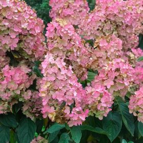   Hydrangea pan. ’Pink Diamond’ – Rózsaszín bugás hortenzia