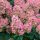 Hydrangea pan. ’Pink Diamond’ – Rózsaszín bugás hortenzia