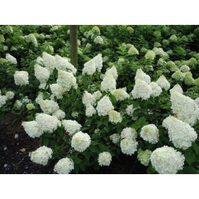   Hydrangea pan. ’Polar Bear’ – Fehér, nagyvirágú bugás hortenzia