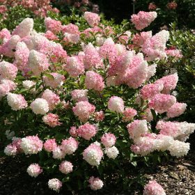   Hydrangea pan. ’Vanille Fraise’ – Krémszínű bugás hortenzia