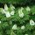 Hydrangea quercifolia – Tölgylevelű hortenzia