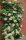 Hydrangea petiolaris – Kúszó hortenzia