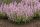 Salvia ’Feathers Flamingo’ – Hibrid zsálya
