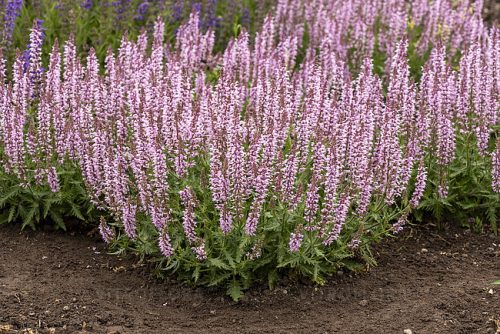 Salvia ’Feathers Flamingo’ – Hibrid zsálya
