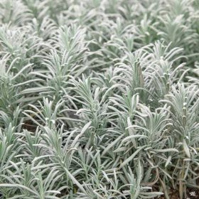 Lavandula x int. ’Grosso’ – Provanszi levendula