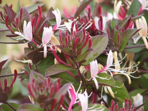 Lonicera jap. ’Purpurea’ – Bordó lombú japánlonc