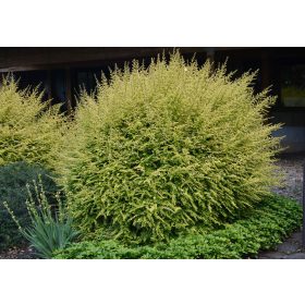 Lonicera nit. ’Baggesen’s Gold’ – Sárga mirtuszlonc
