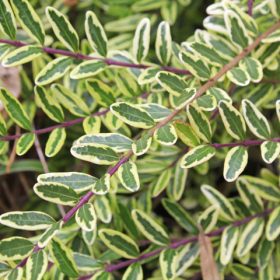 Lonicera nit. ’Lemon Beauty’ – Sárga mirtuszlonc