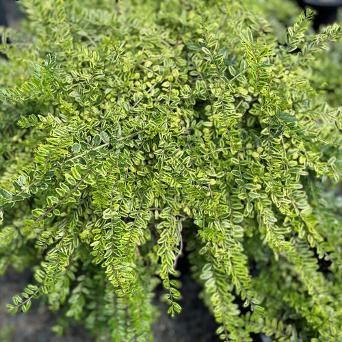 Lonicera nit. ’Lemon Beauty’ – Sárga mirtuszlonc