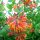 Lonicera x brownii ’Dropmore Scarlet’ – Skarlát trombitalonc