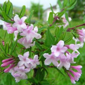 Lonicera syringantha – Orgonalonc