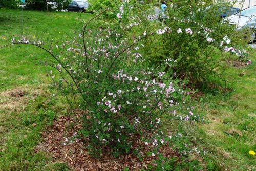 Lonicera syringantha – Orgonalonc