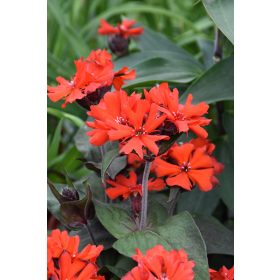 Lychnis ’Molten Lava’ – Kakukkszegfű
