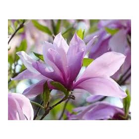 Magnolia ’Betty’ – Liliomfa