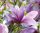 Magnolia ’Betty’ – Liliomfa