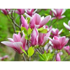   Magnolia ’George Henry Kern’ – Rózsaszín japán liliomfa