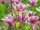 Magnolia ’George Henry Kern’ – Rózsaszín japán liliomfa