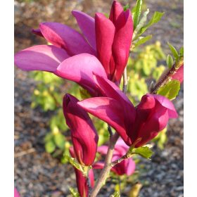 Magnolia ’Susan’ – Nagyvirágú lilomfa
