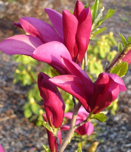 Magnolia ’Susan’ – Nagyvirágú lilomfa