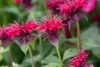 Monarda didyma ’Fireball’® - Vörös méhbalzsam