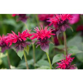 Monarda didyma ’Fireball’® - Vörös méhbalzsam