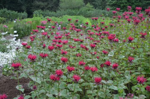 Monarda didyma ’Fireball’® - Vörös méhbalzsam