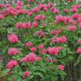 Monarda didyma ’Pink Delight’ - Méhbalzsam