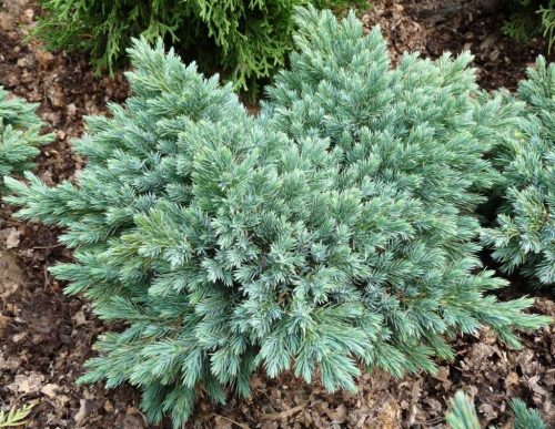 Juniperus sq. ’Blue Star’ – Kék törpe boróka