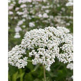 Achillea mill. ’Whtie Beauty’- Közönséges cickafark