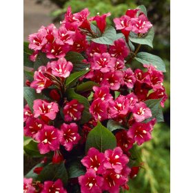 Weigela ’Newport Red’ – Piros virágú rózsalonc