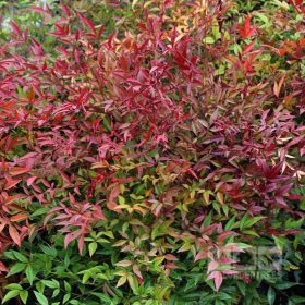 Nandina domestica – Japán szentfa