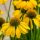Echinacea ’Lakota Yellow’ – Bíbor kasvirág