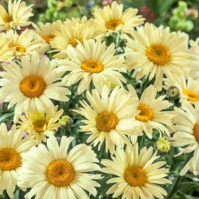 Leucanthemum max. ’Banana Cream’ – Margaréta