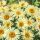 Leucanthemum max. ’Banana Cream’ – Margaréta