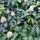 Pachysandra terminalis – Japán kövérke